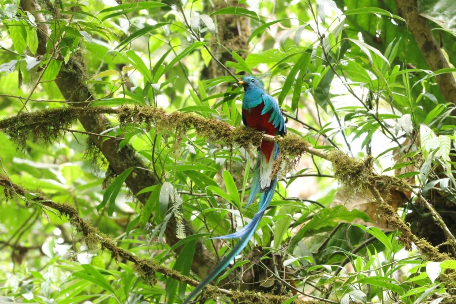 Talamanca Nature Reserve Rivas Buitenkant foto