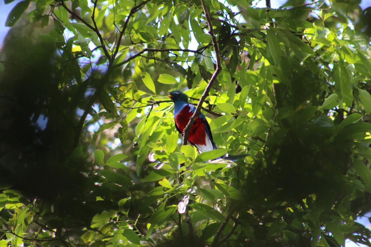 Talamanca Nature Reserve Rivas Buitenkant foto